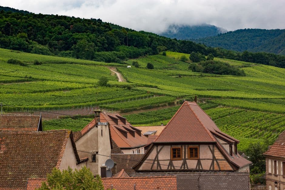 Vineyard rows in summer